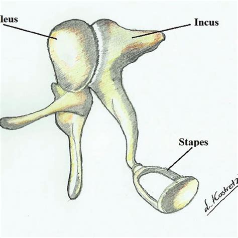 Articulation of the auditory ossicles. | Download Scientific Diagram