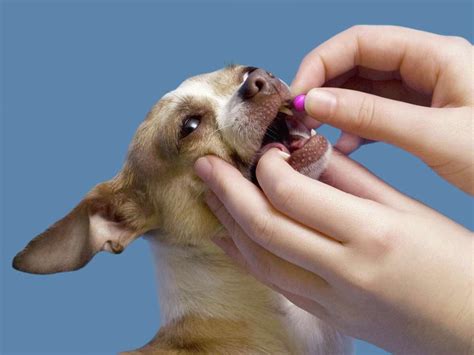 The easiest way to give a dog a pill