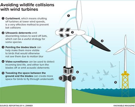 How wind turbines and bats and birds can coexist peacefully | Knowable Magazine