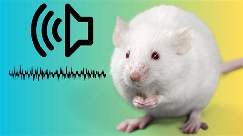 The Sounds That Rats Make and Their Meanings🐀🔊 - YouTube