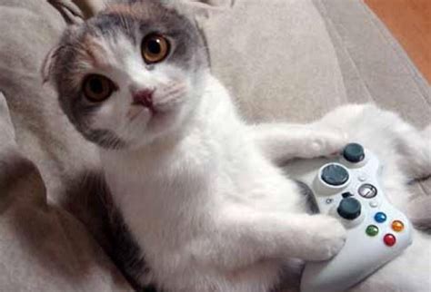 Top 10 Cats in Videogames – Green Man Gaming Blog