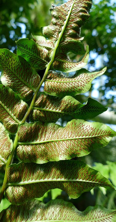 Sori on a fern at the botanical gardens : r/botany