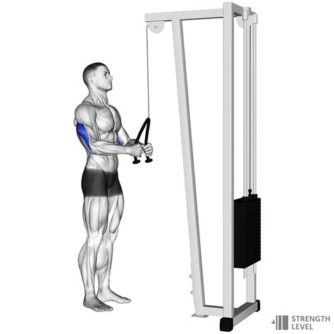 Tricep Rope Pushdown Standards for Men and Women (lb) - Strength Level