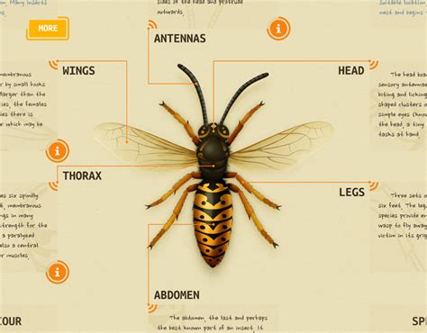 Andrei Marius - Wasp Anatomy Diagram