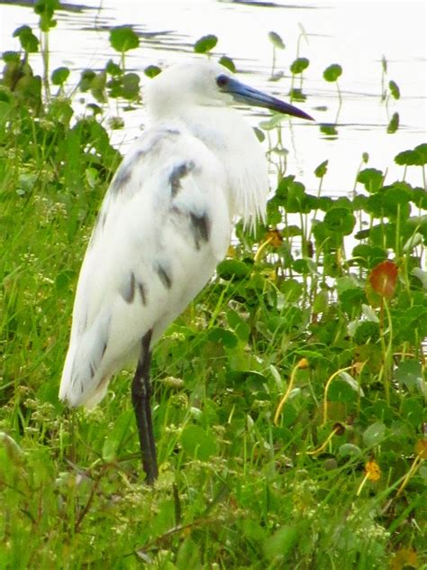 Little Blue Heron Juvenile - ZooChat