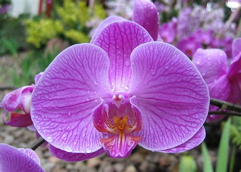 List of the Best Types of Orchids