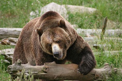 Grizzly Bear Profile