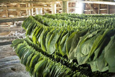 Tobacco farming - Stock Image - C002/2968 - Science Photo Library