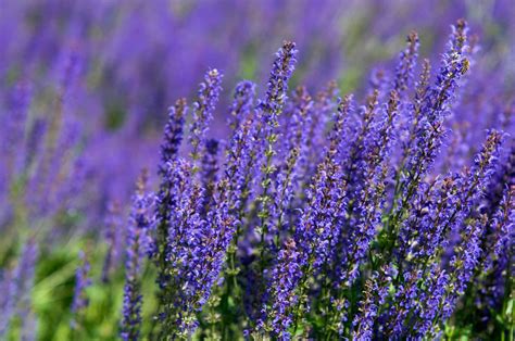 May Night Salvia: Plant Care & Growing Guide