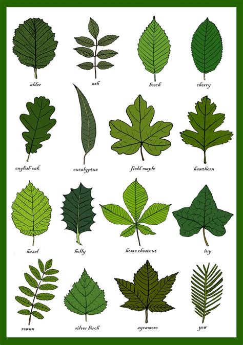 Leaves Greetings Card -Leaf Identification Chart Plant Morphology Leaf ...