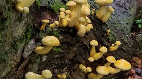 Psilocybe Caerulipes: A Closer Look At the Blue-Footed Mushroom - The Psychedelic Store