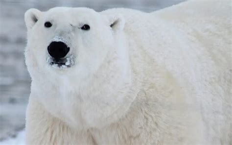 Causas de la extinción del oso polar: un análisis detallado. - Ecologia ...