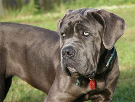 Everything about your Neapolitan Mastiff - LUV My dogs