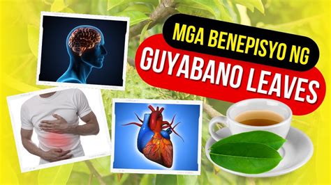 10 Mga Benepisyo Ng Dahon Ng Guyabano I Guyabano Leaves Health Benefits - YouTube