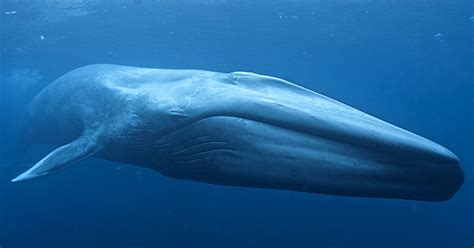 Blue whale – Australian Antarctic Program