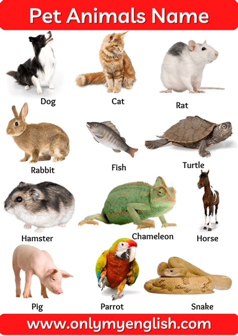 Pet Animals Name: List of Pet Animal In English with Pictures | Pet ...