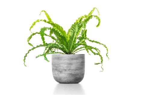 How to Care for and Propagate a Bird's Nest Fern | Sprouts and Stems