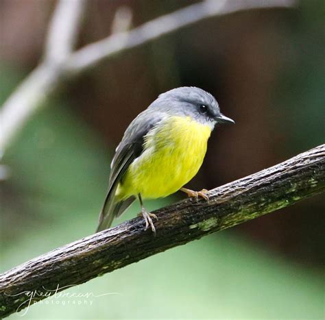 Eastern Yellow Robin - Wildlife Sanctuary & Café - Great Ocean Road ...