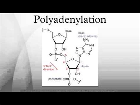 Polyadenylation