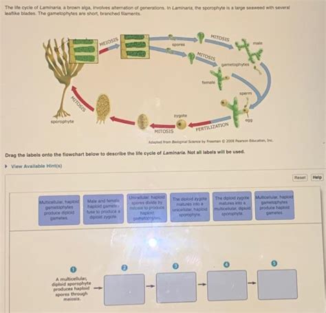Solved The life cycle of Laminaria, a brown alga, involves | Chegg.com