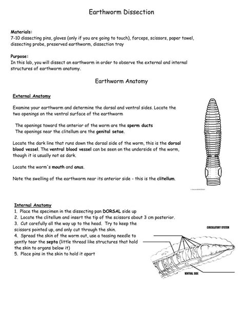 Worm Dissection Worksheets