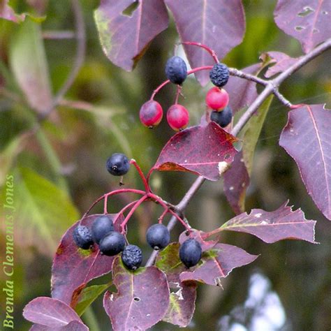 Blackhaw Viburnum