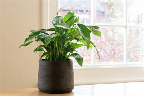 How to Repot a Peace Lily (With or Without Dividing) - The Practical Planter