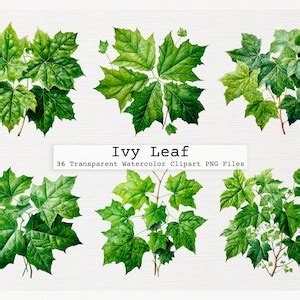 Ivy Leaf Clipart Bundle of 36 Quality Transparent Watercolor Png ...