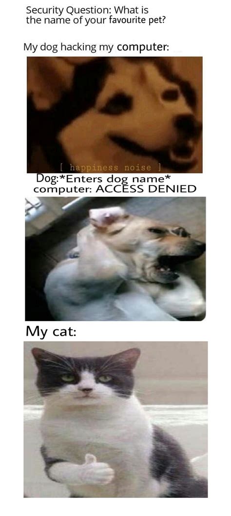 haha yes cat : r/memes