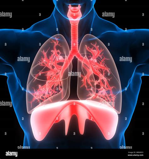 Human Respiratory System Lungs with Diaphragm Anatomy Stock Photo - Alamy