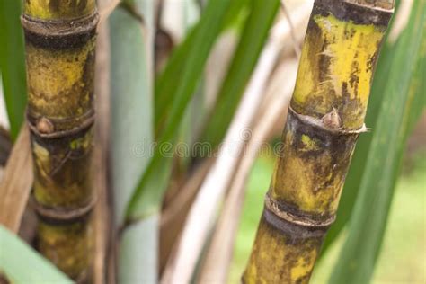 Closeup of Sugar Cane Plantation Stock Photo - Image of stalks, growth: 110983256