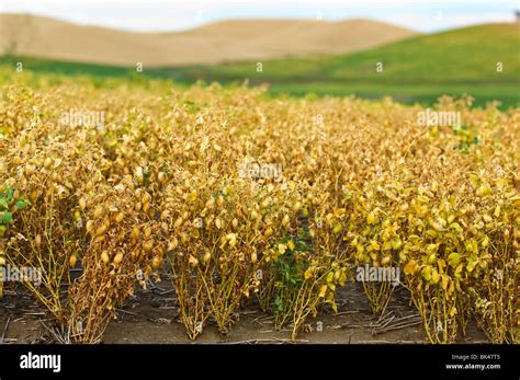 Mature garbanzo beans ready for harvest in the Palouse region of Washington Stock Photo - Alamy