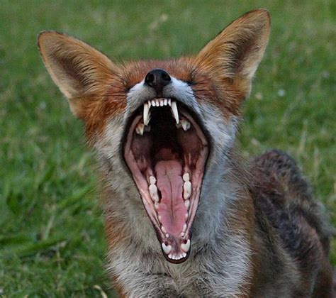 Rabid fox repeatedly attacks golfer at country club | The Daily Courier ...