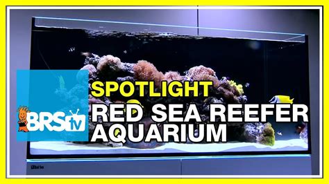 Red Sea Aquarium Videos - Bulk Reef Supply