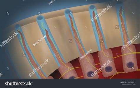 218 Dentinal Tubules Images, Stock Photos & Vectors | Shutterstock