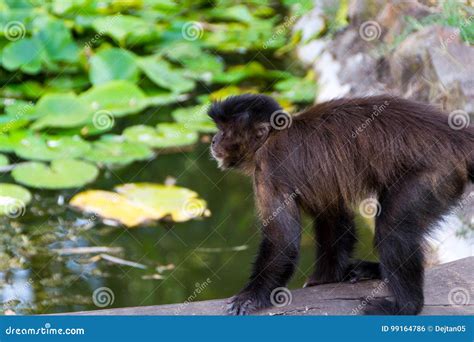 New world monkey stock photo. Image of black, tropical - 99164786