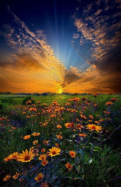 Daisy Dream | Nature photography, Beautiful landscapes, Beautiful nature