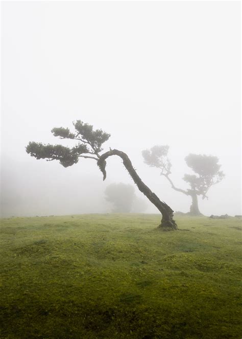 Fanal Madeira: Visit the magical Laurisilva forest - SarahintheGreen