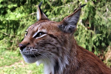 Dangerous Wild Lynx Free Stock Photo - Public Domain Pictures