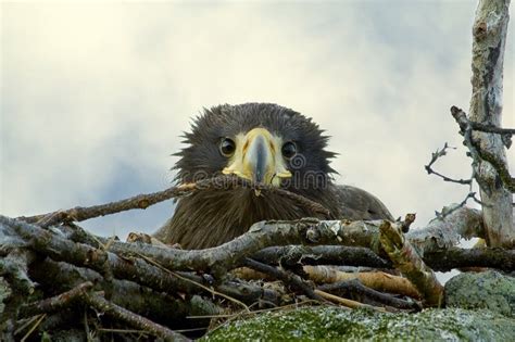 Nestling Steller's Sea Eagle In The Nest Stock Image - Image: 12264403