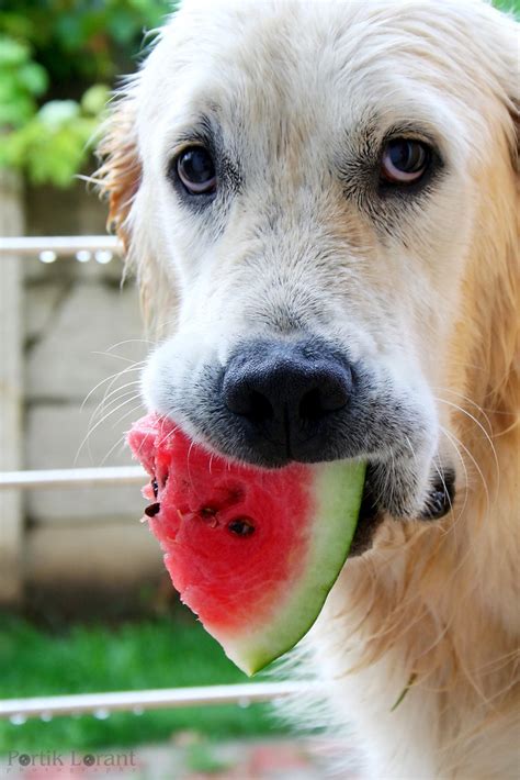 Are dogs allowed watermelon? - One Top Dog