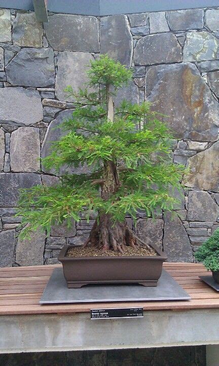 Swamp Cypress Bonsai Tree | Bonsai Garden