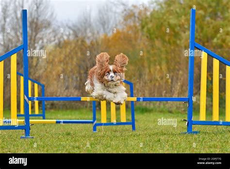 Funny Cavalier King Charles Spaniel jumping over the fence on agility training Stock Photo - Alamy