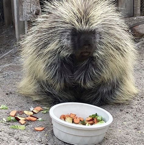 Zoo Idaho - North American Porcupine Fact Sheet