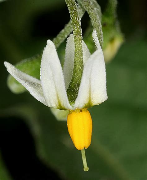 Vascular Plants of the Gila Wilderness-- Solanum nigrum