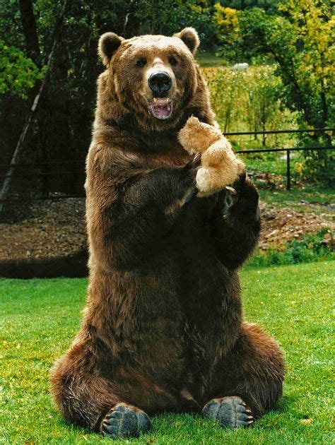 43 Bart the bear ideas | bart the bear, bear, grizzly bear