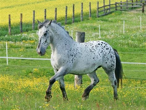 'Oskar' - Noriker horse (photo: BlackSoulChoir) All The Pretty Horses ...