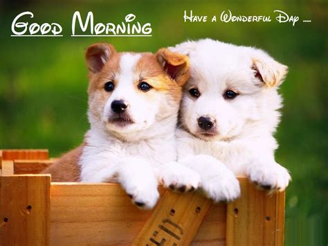 Cute Puppy to Saying Good Morning - Wallpapers | Festival Chaska