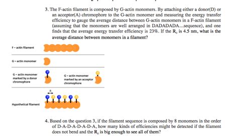 Solved F-actin filament G-actin monomer G- actin monomer | Chegg.com