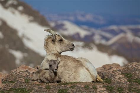 Bighorn Ewe and Lamb stock photo. Image of ovis, wild - 32540810